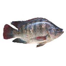 Ikan Mujahir